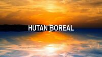 Hutan Boreal