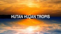 Hutan Hujan Tropis