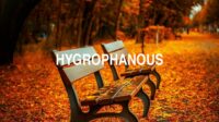 Hygrophanous