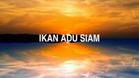 Ikan Adu Siam