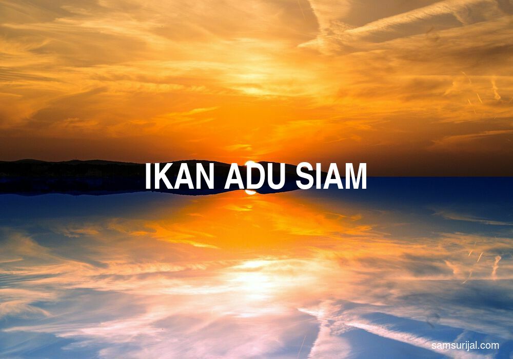 Arti Ikan Adu Siam