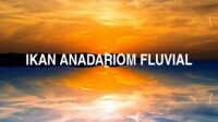 Ikan Anadariom Fluvial