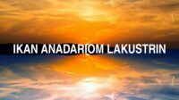 Ikan Anadariom Lakustrin