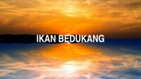 Ikan Bedukang