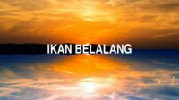 Ikan Belalang