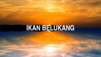 Ikan Belukang