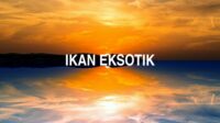 Ikan Eksotik