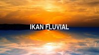 Ikan Fluvial