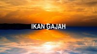 Ikan Gajah