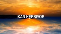 Ikan Herbivor