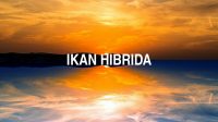 Ikan Hibrida