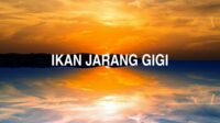 Ikan Jarang Gigi