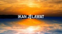 Ikan Jelawat