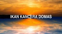 Ikan Kancera Domas