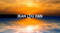 Ikan Lou Han