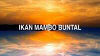 Ikan Mambo Buntal