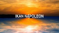 Ikan Napoleon