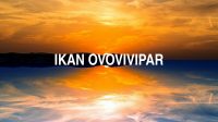 Ikan Ovovivipar