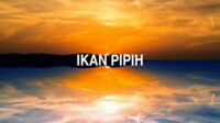 Ikan Pipih