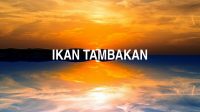 Ikan Tambakan