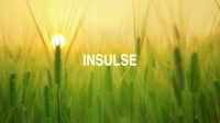 Insulse