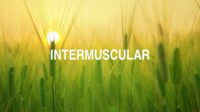 Intermuscular