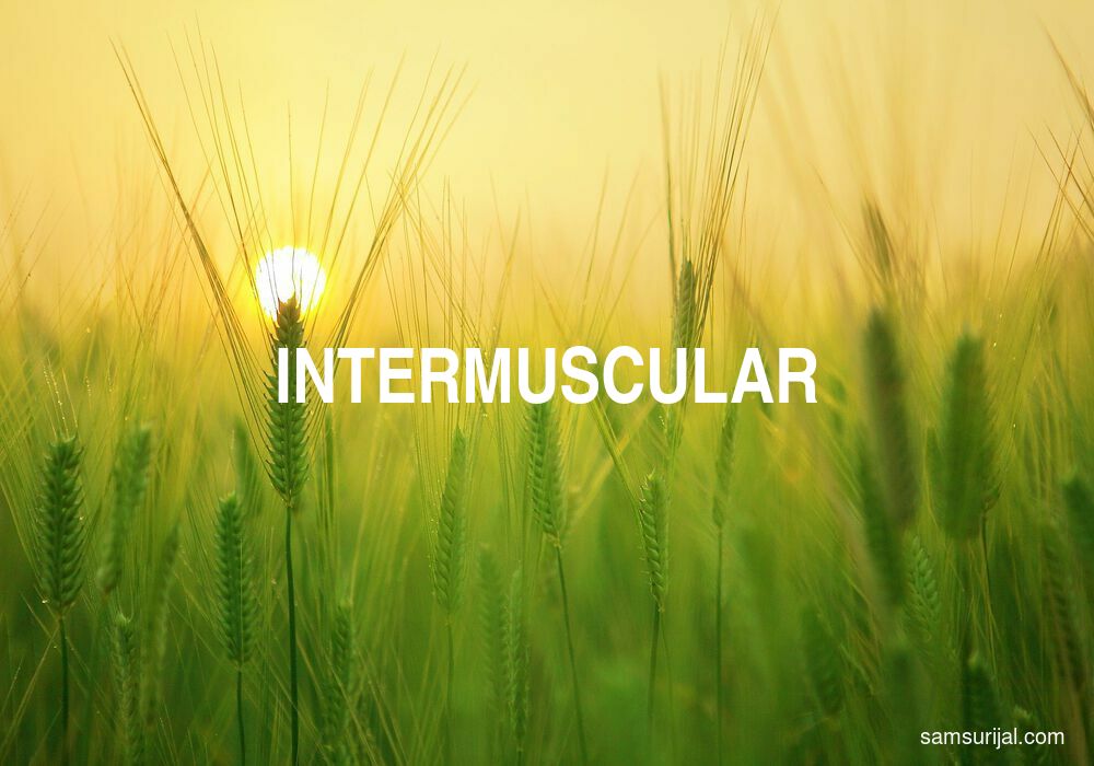 Arti Intermuscular