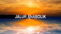 Jalur Anabolik