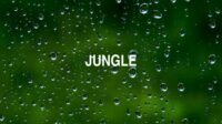 Jungle