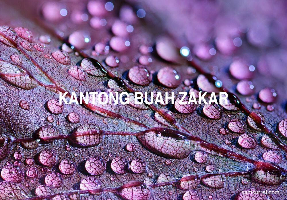 Arti Kantong Buah Zakar