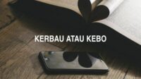 Kerbau atau Kebo