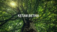 Ketam Betina