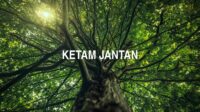 Ketam Jantan