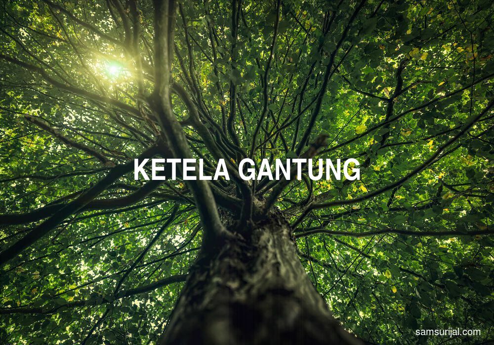 Arti Ketela Gantung