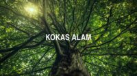 Kokas Alam