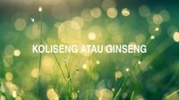 Koliseng atau Ginseng