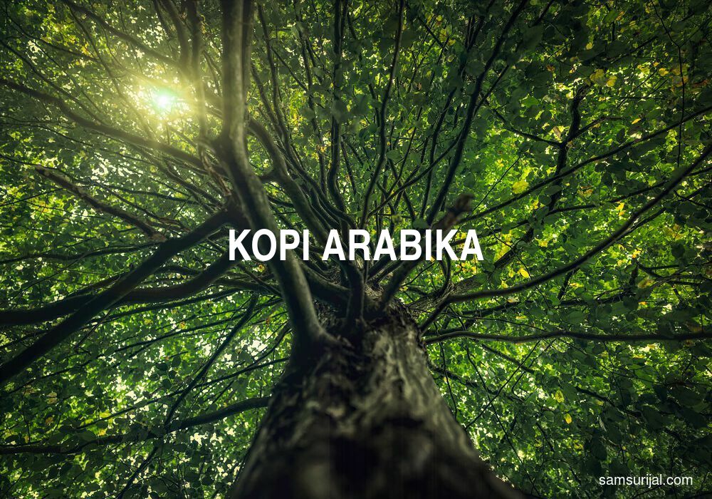 Arti Kopi Arabika