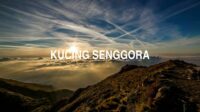 Kucing Senggora