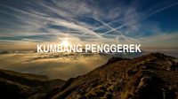 Kumbang Penggerek