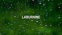 Laburnine