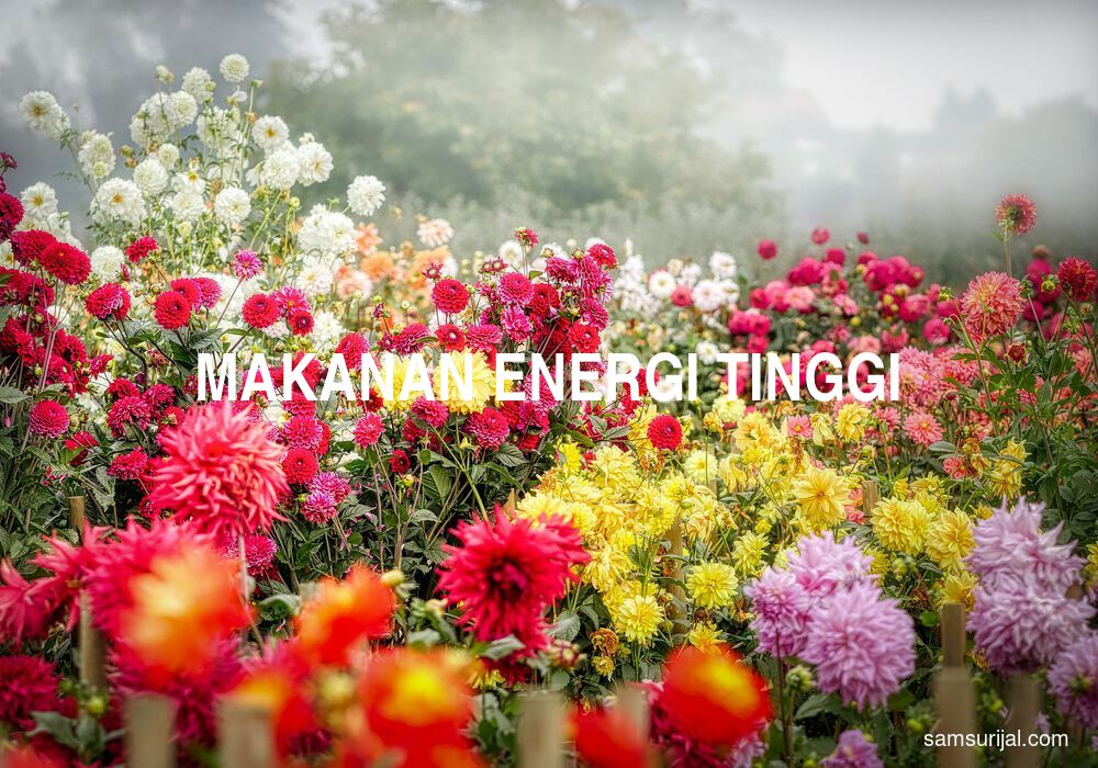 Arti Makanan Energi Tinggi