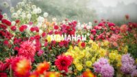 Mamahan