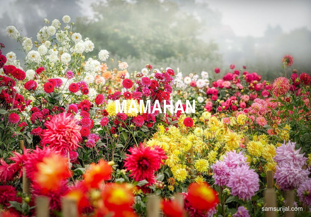 Arti Mamahan