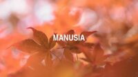 Manusia