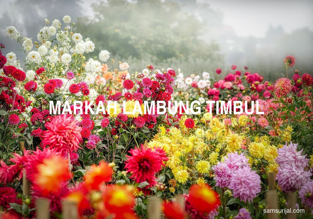 Arti Markah Lambung Timbul