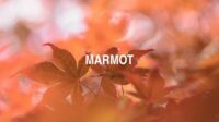 Marmot