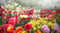 Masa Puber