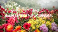 Masih Berbau Pupuk Jeringau