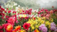 Mata Tenggala