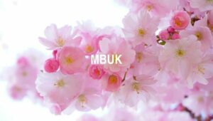 Arti Mbuk